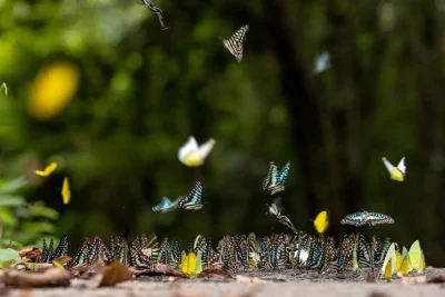 Photo of a number of butterflies in mid-flight symbolizing information that LLMs seek out to surface in answer engines.